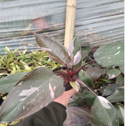 Philodendron Variegated Pink Princess With Plastic Pot