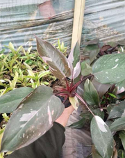 Philodendron Variegated Pink Princess With Plastic Pot