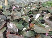 Philodendron Variegated Pink Princess With Plastic Pot