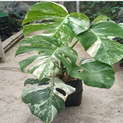 Monstera Albo Variegated With Plastic Pot