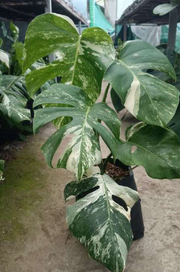 Monstera Albo Variegated With Plastic Pot