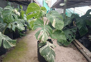 Monstera Albo Variegated With Plastic Pot