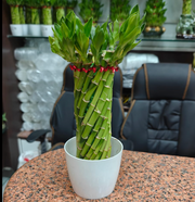 Lucky Wheel Bamboo Plant Small - Nainileaf - Nainileaf