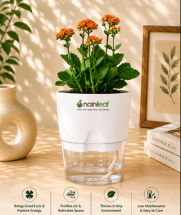 Kalanchoe Plant - Orange With Self Watering Pot