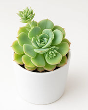 Sedeveria Green Plant