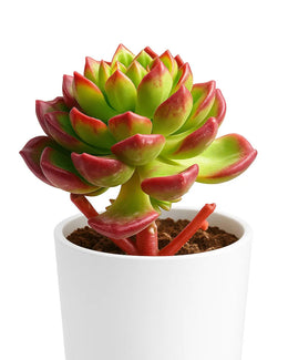 Sedeveria Letizia Succulent Plant