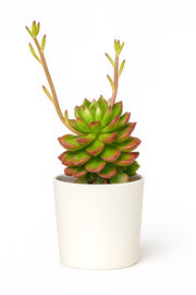 Sedeveria Letizia Succulent Plant