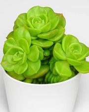 Sedeveria Rolly Plant