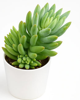 Sedum Morganianum Plant