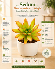 Sedum Nussbaumerianum- Adolphi Plant