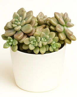 Sedum Oaxacanum Plant