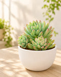 Sedum Pachyphyllum Plant