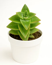 Sedum Sharpgreen Plant