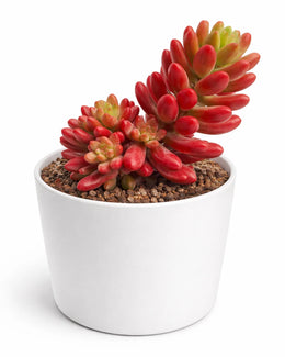 Sedum rubrotinctum Plant- Pink