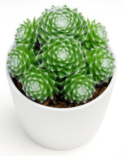 Sempervivum Cobweb Houseleek Plant