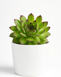 Sempervivum Calcareum (Laxmi Kamal) Plant
