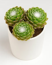 Sempervivum Cobweb Houseleek Plant