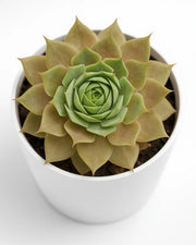 Sempervivum Granat (Laxmi Kamal) Plant