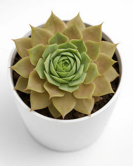 Sempervivum Granat (Laxmi Kamal) Plant