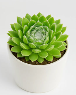 Sempervivum Pumilum Plant