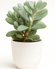 Senecio Crassissimus Plant