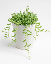 Senecio Radicans (String of Bananas) Plant
