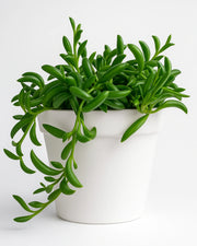 Senecio Radicans (String of Bananas) Plant