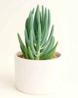 Senecio Serpens (Dwarf Green Chalksticks) Plant