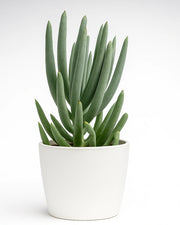 Senecio Serpens (Thick) Plant