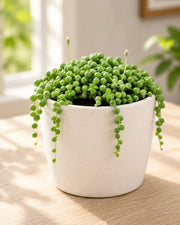 Senecio rowleyanus, String of Pearls Plant - Nainileaf