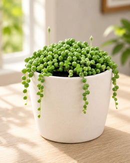 Senecio rowleyanus, String of Pearls Plant