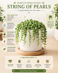 Senecio rowleyanus, String of Pearls Plant - Nainileaf