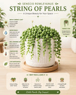 Senecio rowleyanus, String of Pearls Plant - Nainileaf
