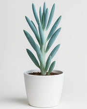 Senecio serpens Plant