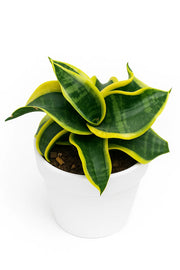 Sansevieria Trifasciata 'Twisted Sister'