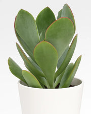 Crassula Arborescens Plant- Silver Dollar Jade