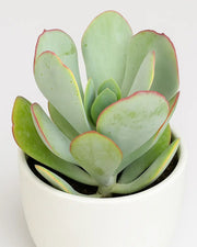 Crassula Arborescens Plant- Silver Dollar Jade