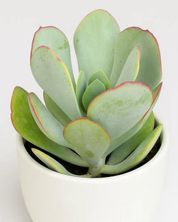 Crassula Arborescens Plant- Silver Dollar Jade