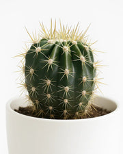 Star Cactus - Nainileaf