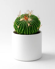 Stenobrain Cactus