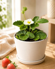 Strawberry Plant - Nainileaf