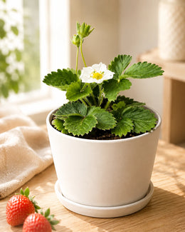 Strawberry Plant - Nainileaf