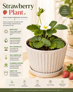 Strawberry Plant - Nainileaf