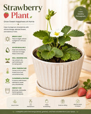 Strawberry Plant - Nainileaf