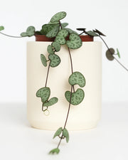 Green potted plant with heart-shaped leaves on a white background