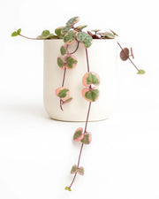 String of Hearts Plant Verigated Plant