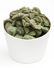 Titanopsis Calcarea