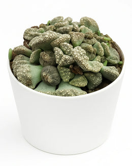Titanopsis Calcarea