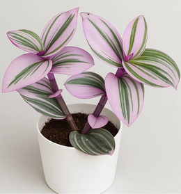Tradescantia Nanouk - Wondering Jew Plant
