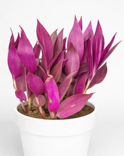 Tradescantia Zebrina